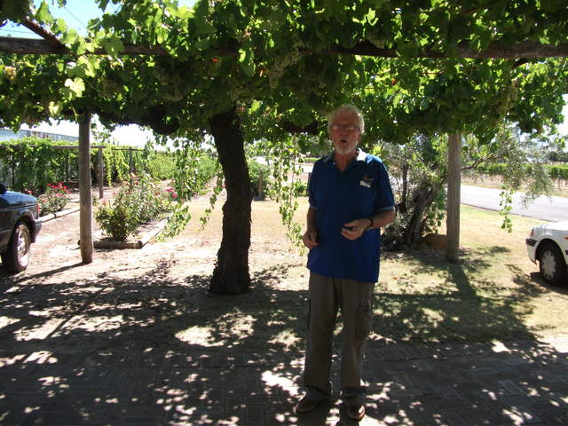 Huge vine at John Kosovich's vineyard, Westfield