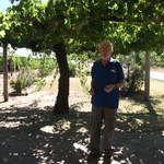 Huge vine at John Kosovich's vineyard, Westfield