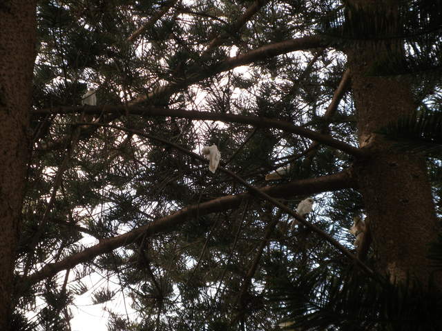 There's a corella up there somewhere!