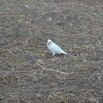 australia2011 262.jpg