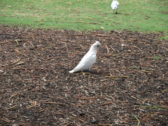 australia2011 263.jpg