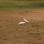 australia2011 264.jpg