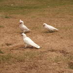 Corellas on the ground