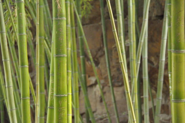 Bamboo in the peaceful gardens of Bao'en Temple