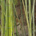 Bamboo in the peaceful gardens of Bao'en Temple