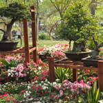 Bonsai in The Humble Administrator's Garden
