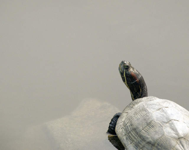 Turtle in the gardens of the Bao'en Temple