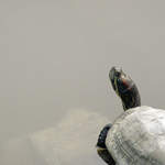 Turtle in the gardens of the Bao'en Temple