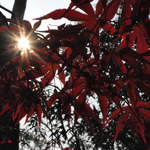 The Humble Administrator's Garden. Look Up.