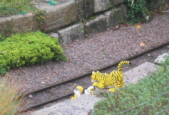 Tiger cubs playing by the railway