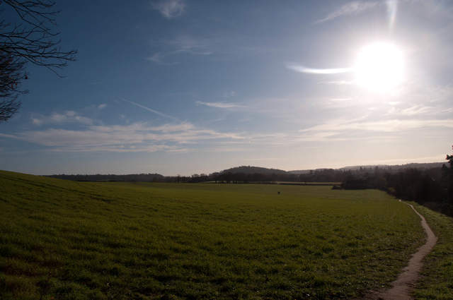 Farthing Copse