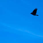 Flying Crow