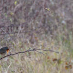 Robin