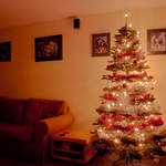 Guildford Christmas Tree