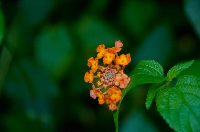 DSC_0106.jpg