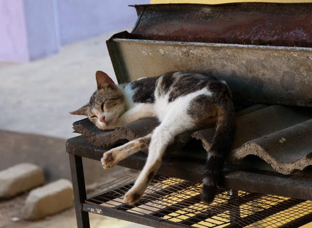 BBQ Kitty