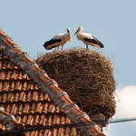 Storks