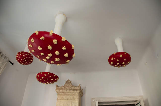 Toadstools in the hostel