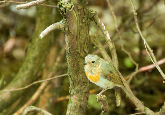 DSC_0428.jpg