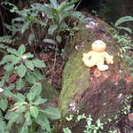 Zippy posing for the camera again, gosh he's so photogenic