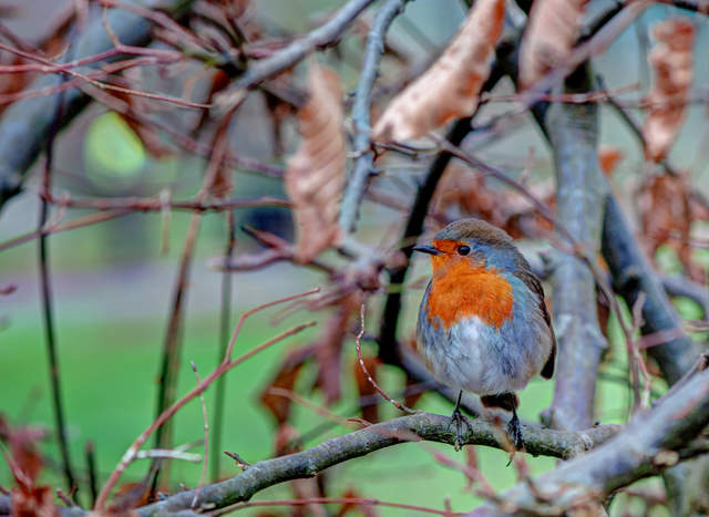 Robin