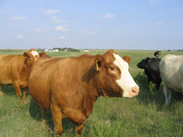 usa2004 036.jpg