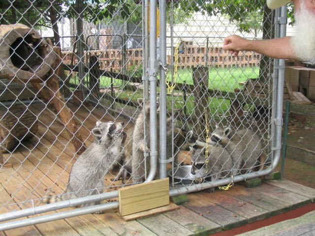 usa2004 082.jpg