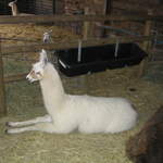 llamafarm 001.jpg