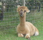 Ashdown Forest Llama Park