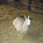 llamafarm 002.jpg