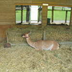 llamafarm 003.jpg