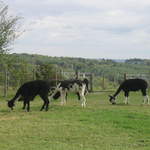 llamafarm 004.jpg