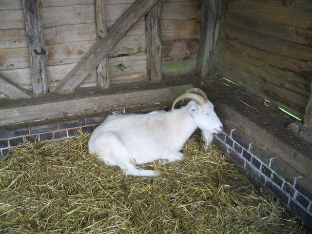 llamafarm 005.jpg