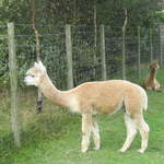 llamafarm 008.jpg