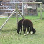 llamafarm 009.jpg