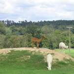 llamafarm 011.jpg