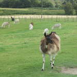 llamafarm 012.jpg