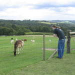 llamafarm 014.jpg