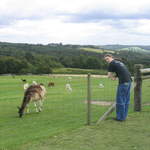 llamafarm 015.jpg