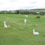 llamafarm 018.jpg