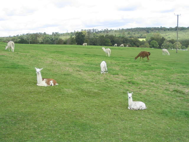 llamafarm 018.jpg