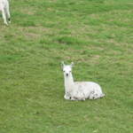 llamafarm 019.jpg