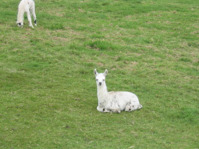 llamafarm 019.jpg