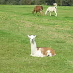 llamafarm 020.jpg