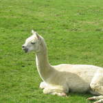 llamafarm 022.jpg