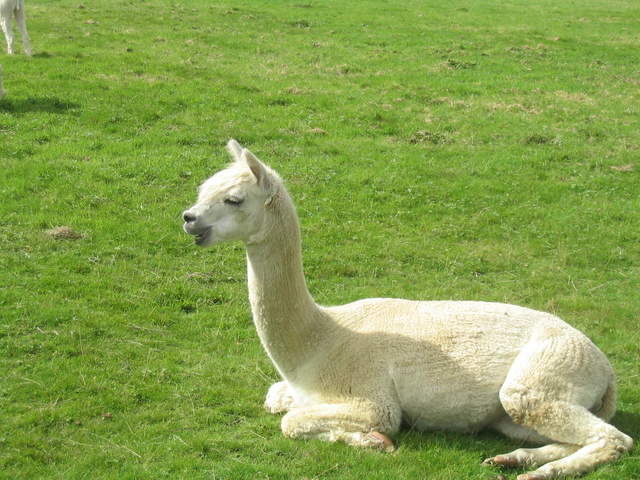 llamafarm 022.jpg