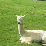 llamafarm 023.jpg