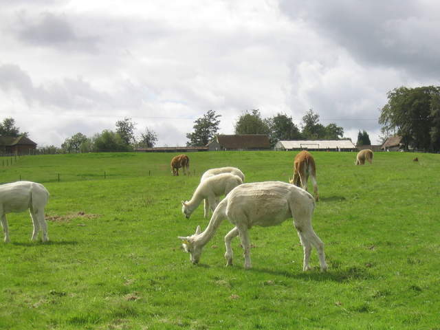 llamafarm 024.jpg