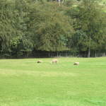 llamafarm 029.jpg