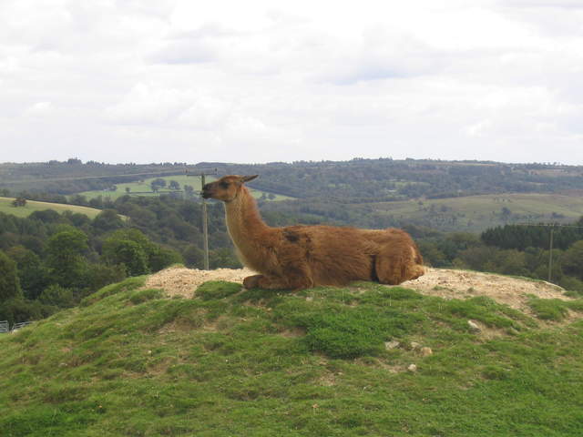 llamafarm 031.jpg